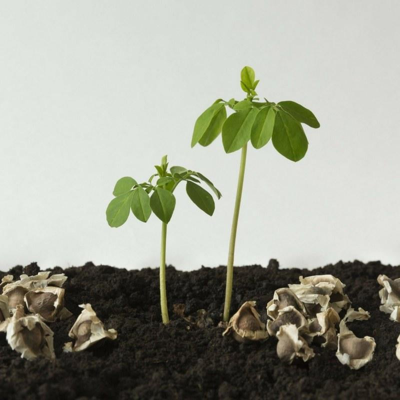 Can i grow the Moringa Tree In My Backyard or indoor-All Moringa