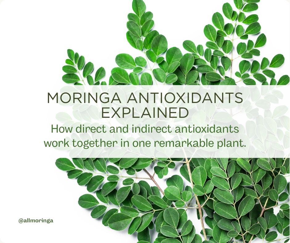 Moringa Antioxidants Explained: The Compounds That Make This Plant Remarkable