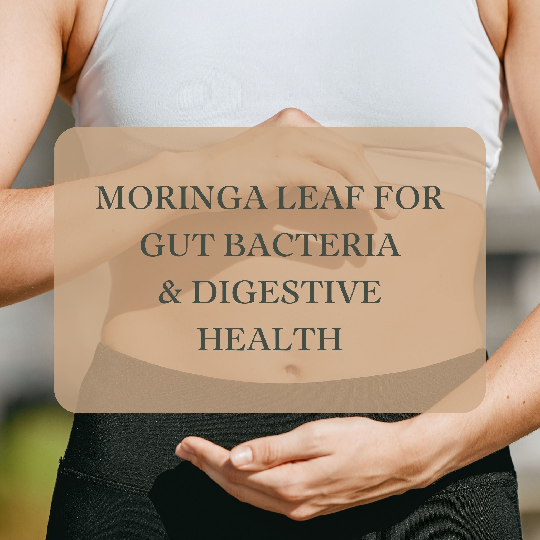 Moringa Leaf Powder Improves Gat Bacteria and Digestive