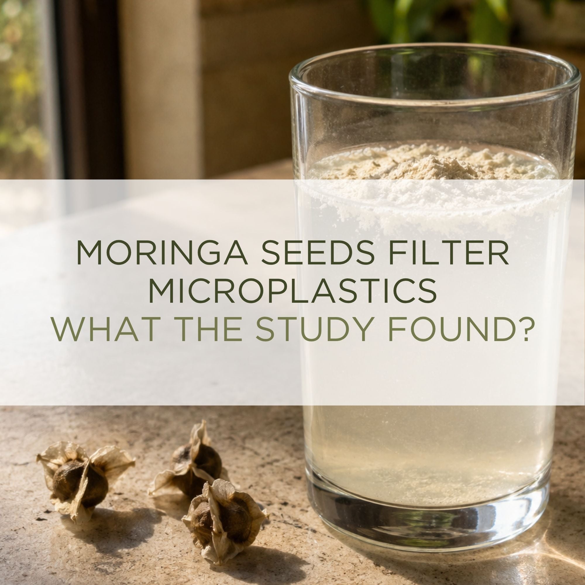 Moringa seeds beside a glass of water with moringa seed powder — moringa seeds water purification — All Moringa