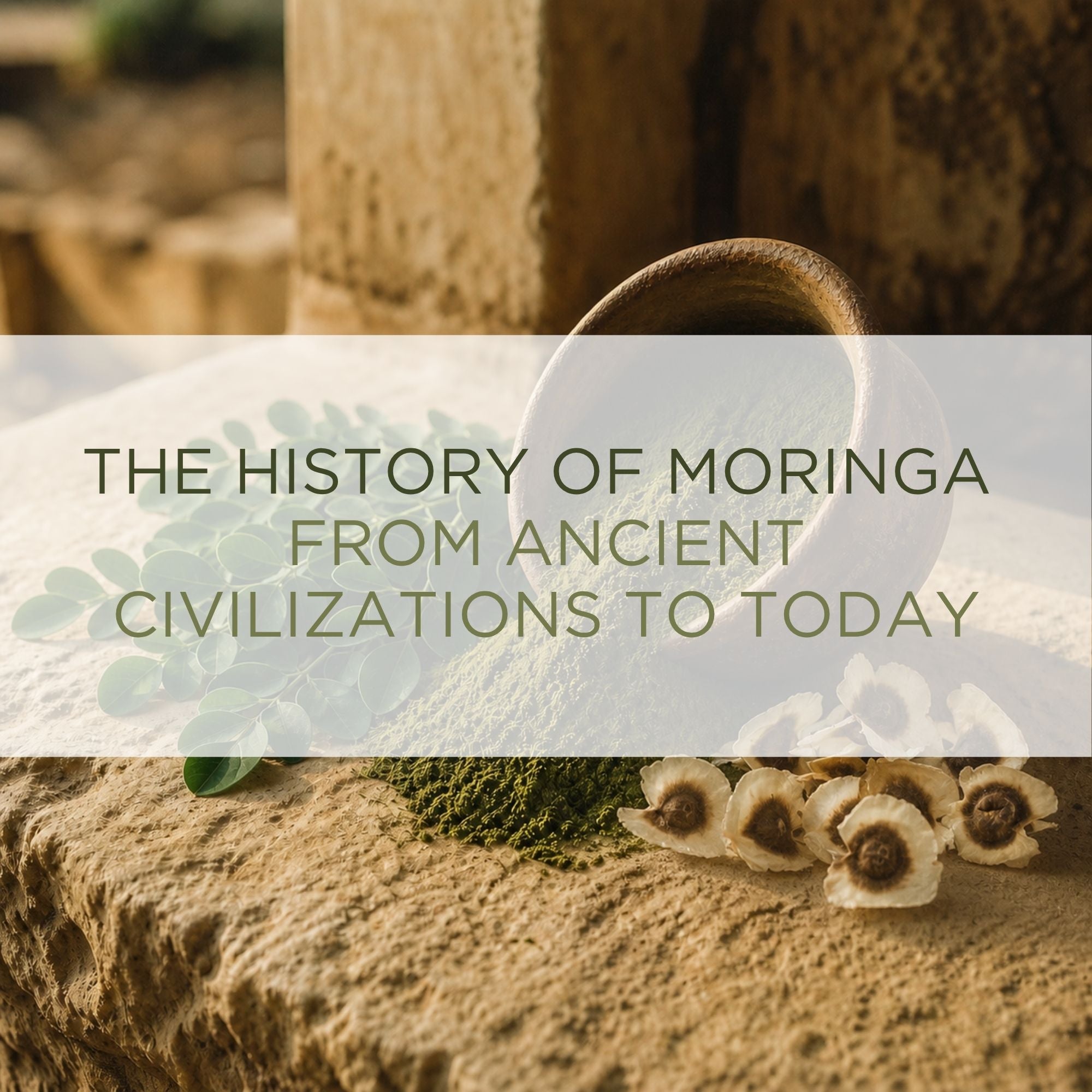 moringa tree 4,000 years of history, one tree — All Moringa