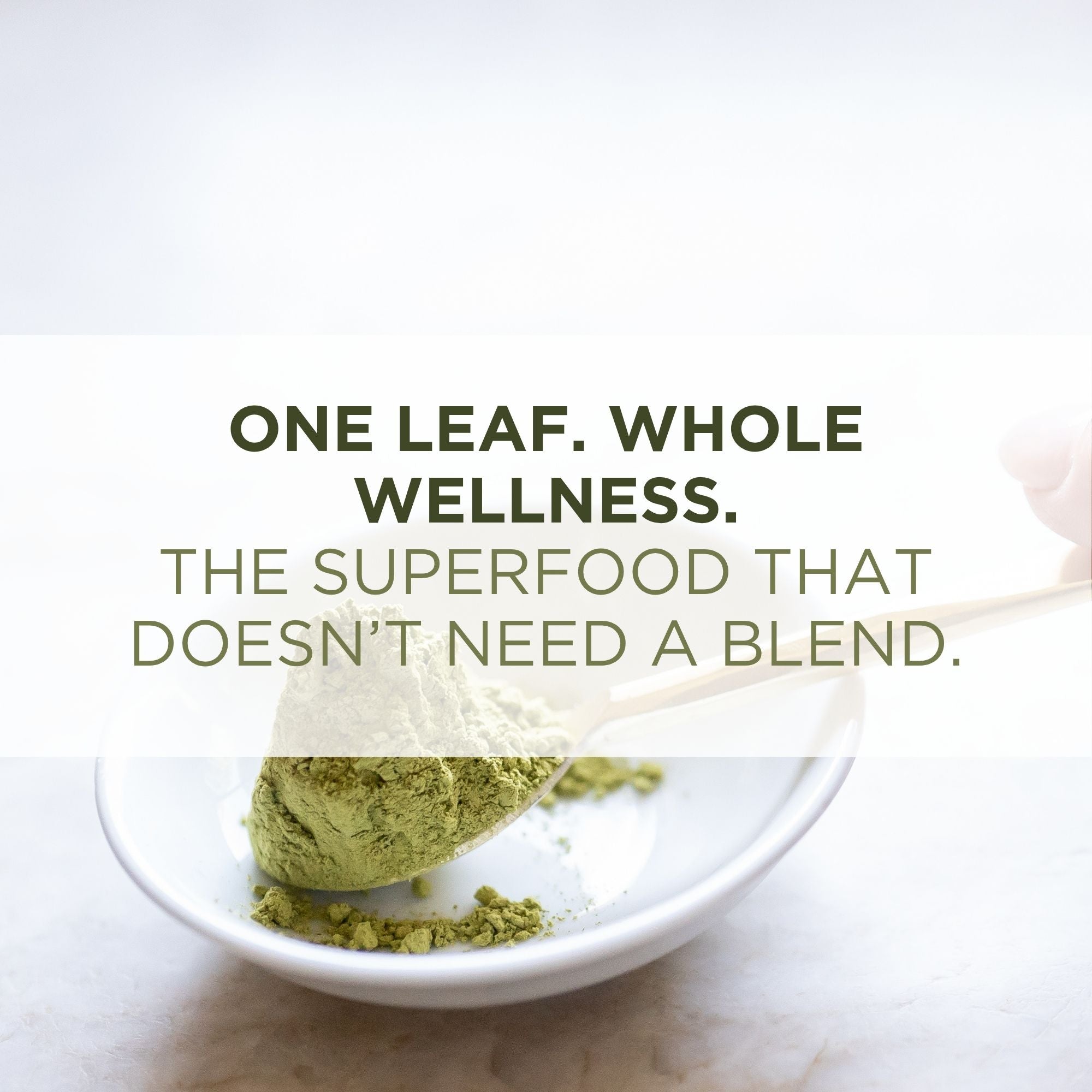 Organic Moringa leaf powder rich in nutrients and antioxidants