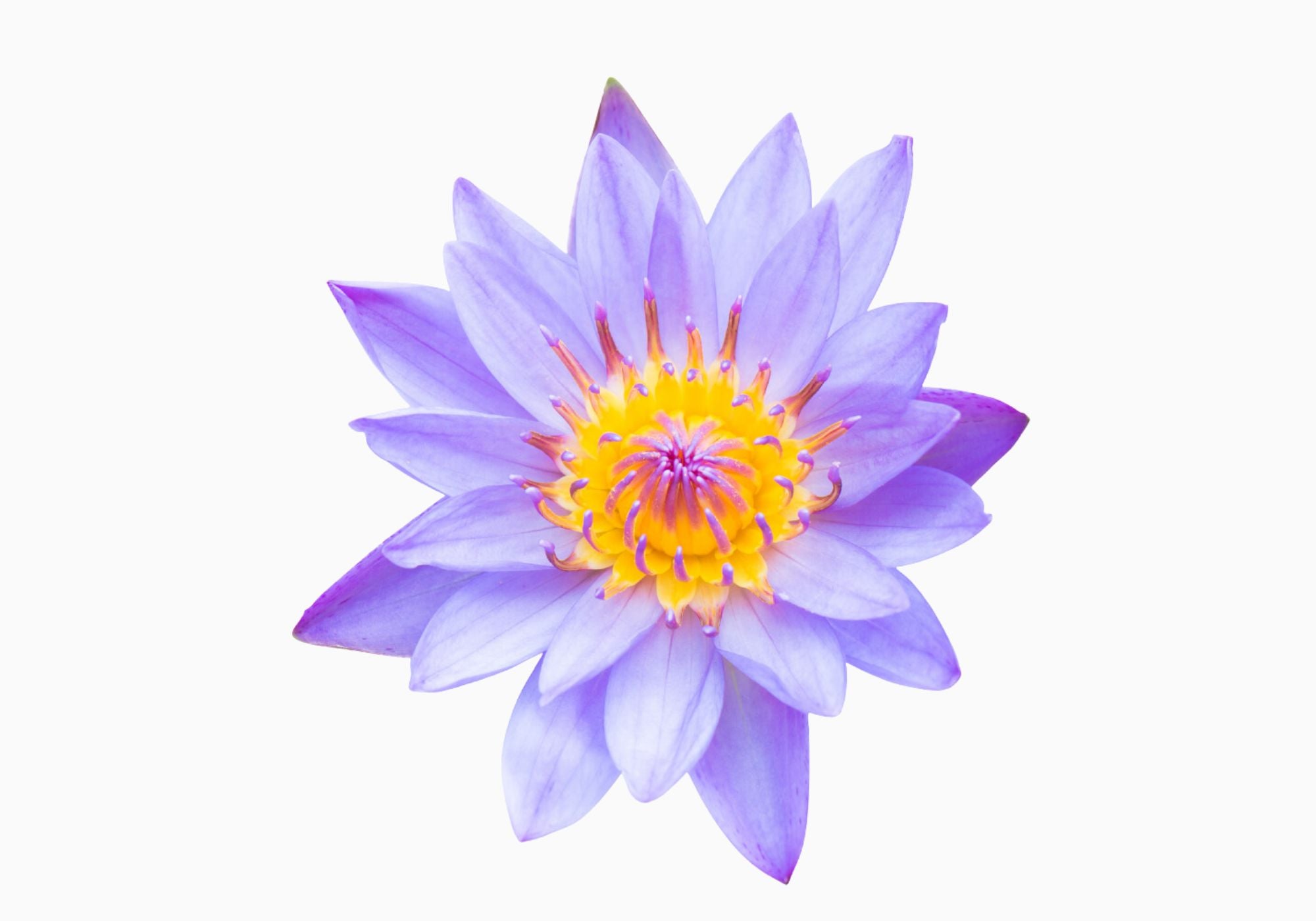 Blue Lotus Flower