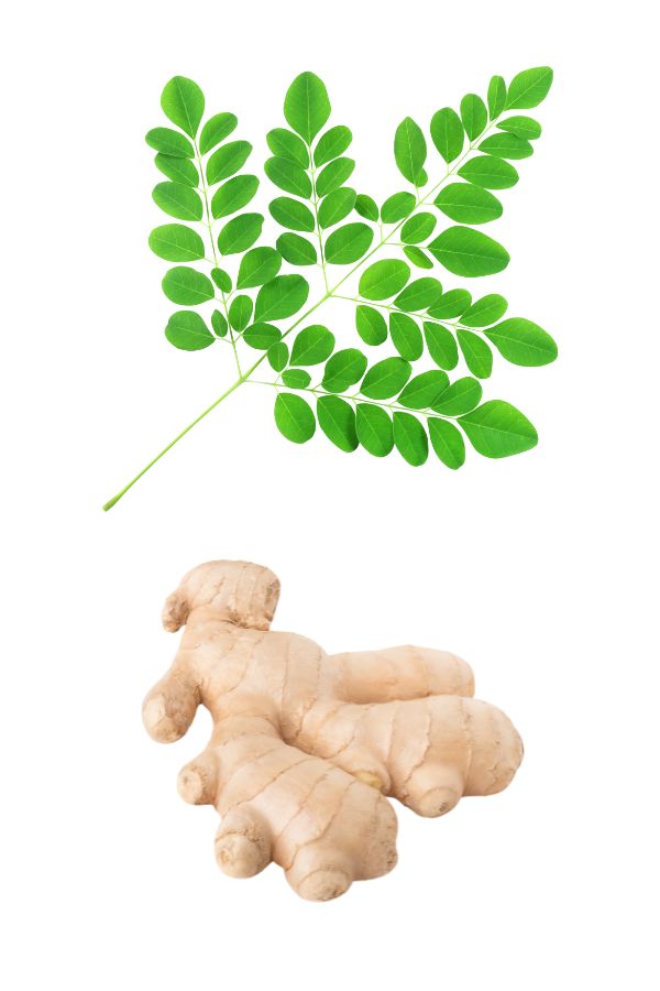 Premium Organic Moringa and Ginger superherbal Tea, 28 Tea Bags, Caffeine-Free