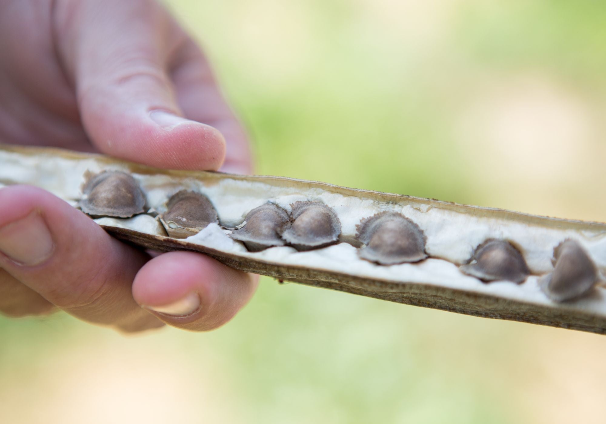 image of a hand holding dry Moringa seed pod with seeds