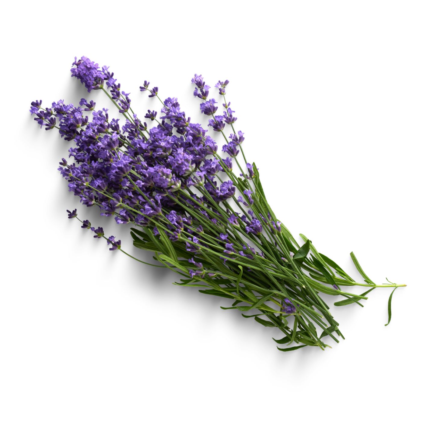 lavender flowers on a white background