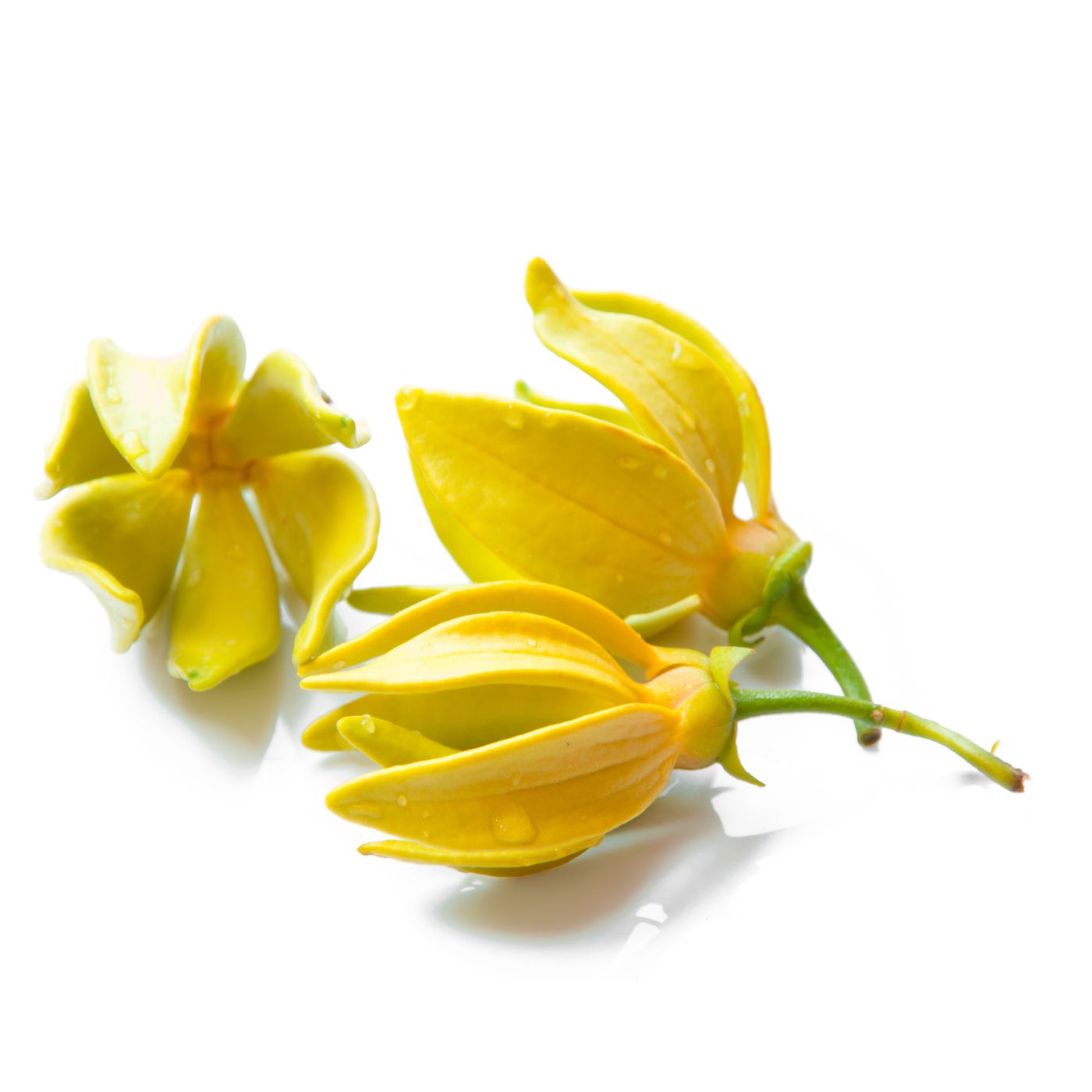 Ylang Ylang flowers on a white background