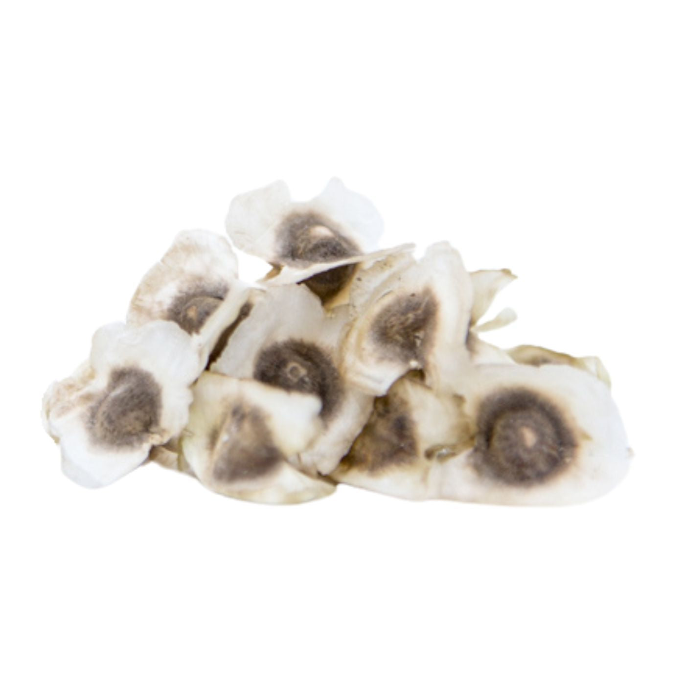 organic moringa oleifera seeds with wings