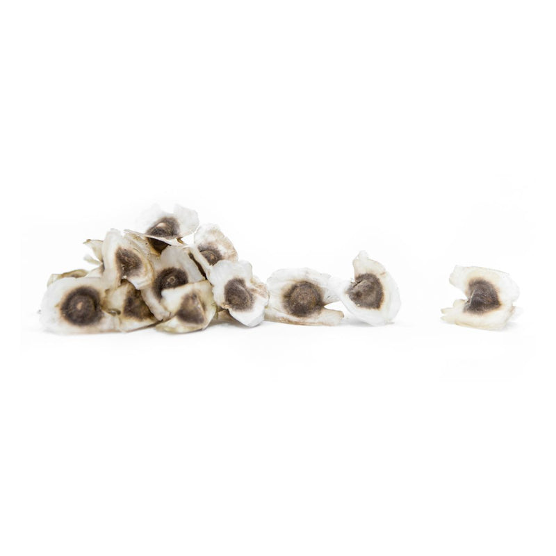 organic moringa seed for oil