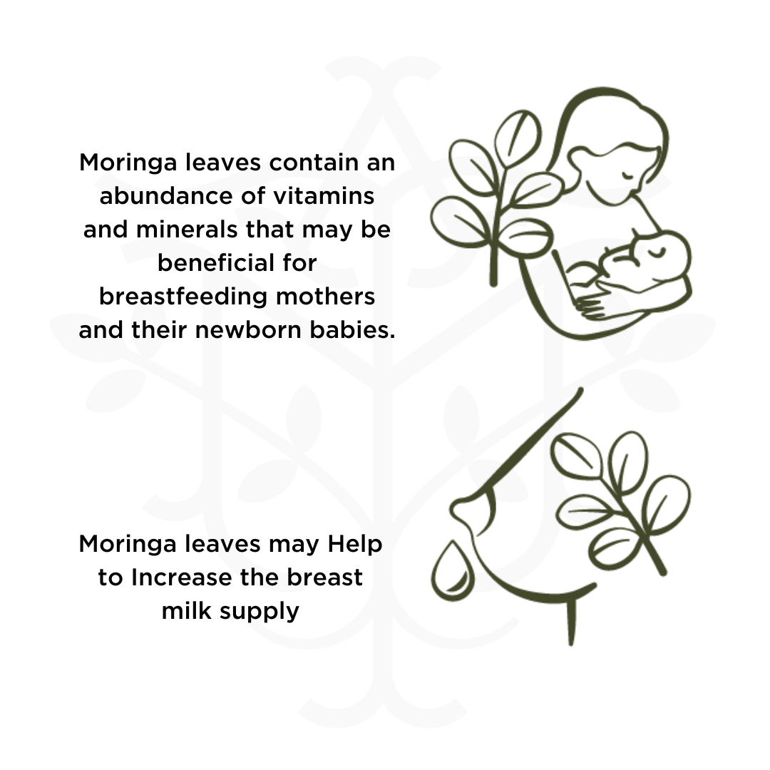 Moringa leaves Benefits for breastfeeding mothers and their babies