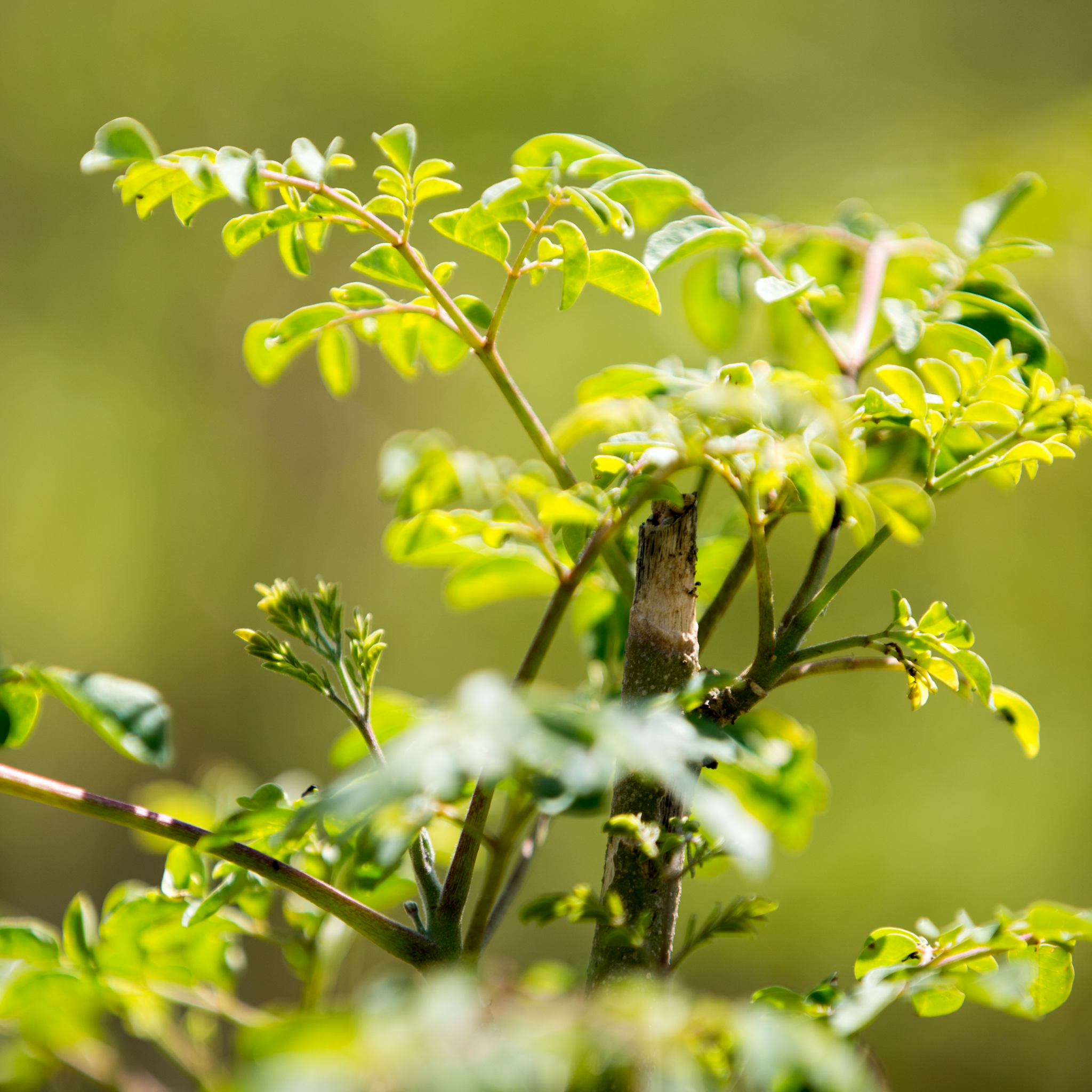 Get to Know the Moringa tree - History, Different uses, Nutrition.-All Moringa