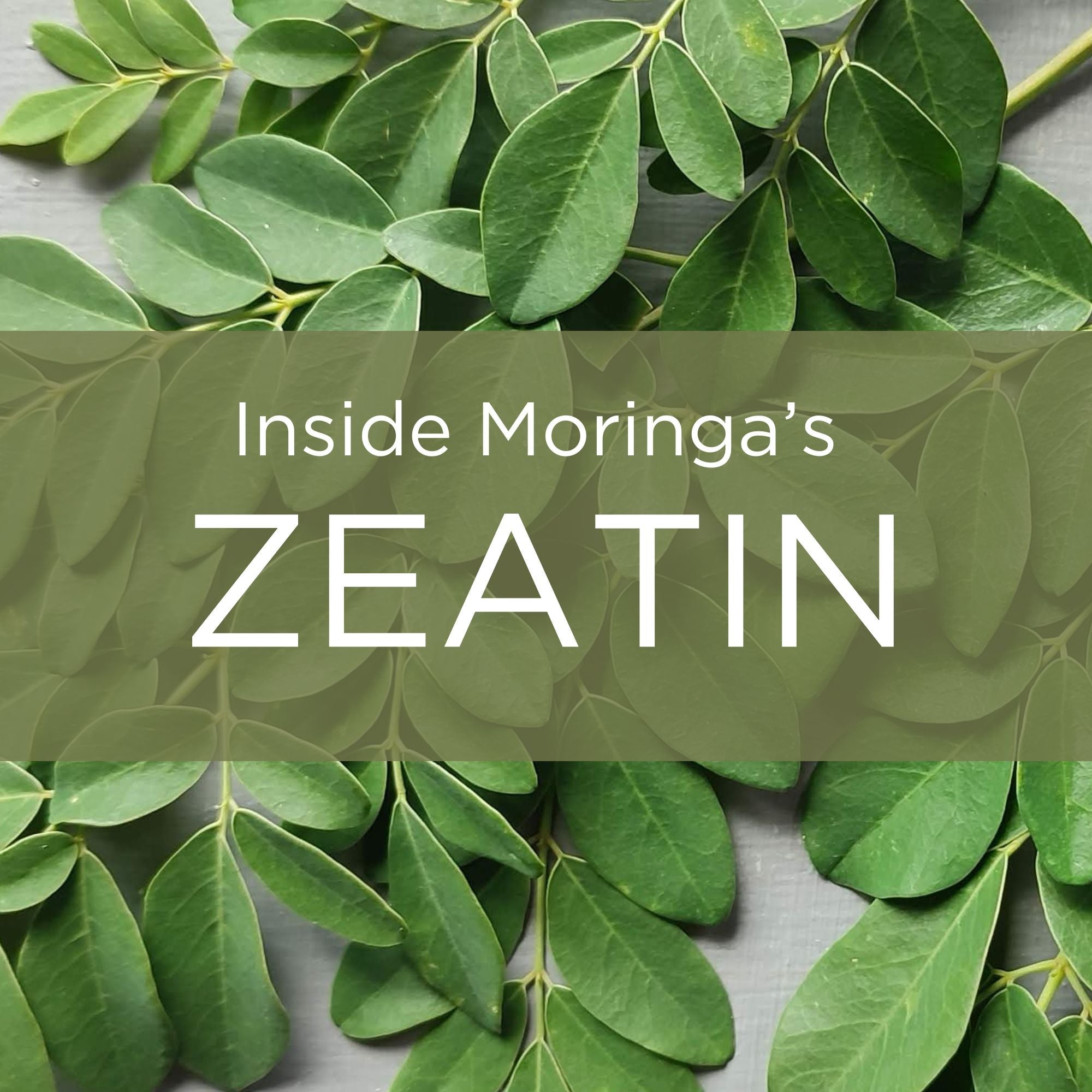 moringa leaves zeatin benefits