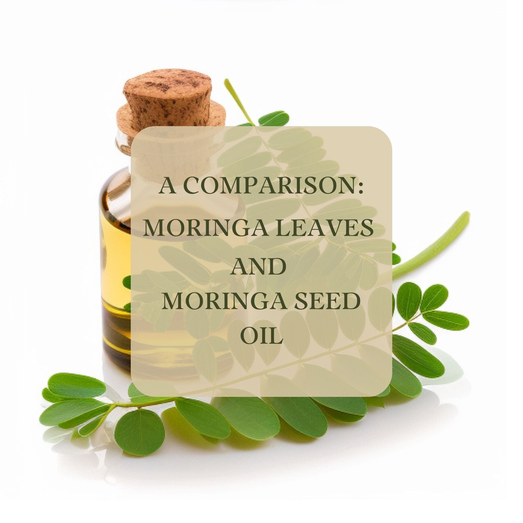 compere moringa seed oil and moringa leaves