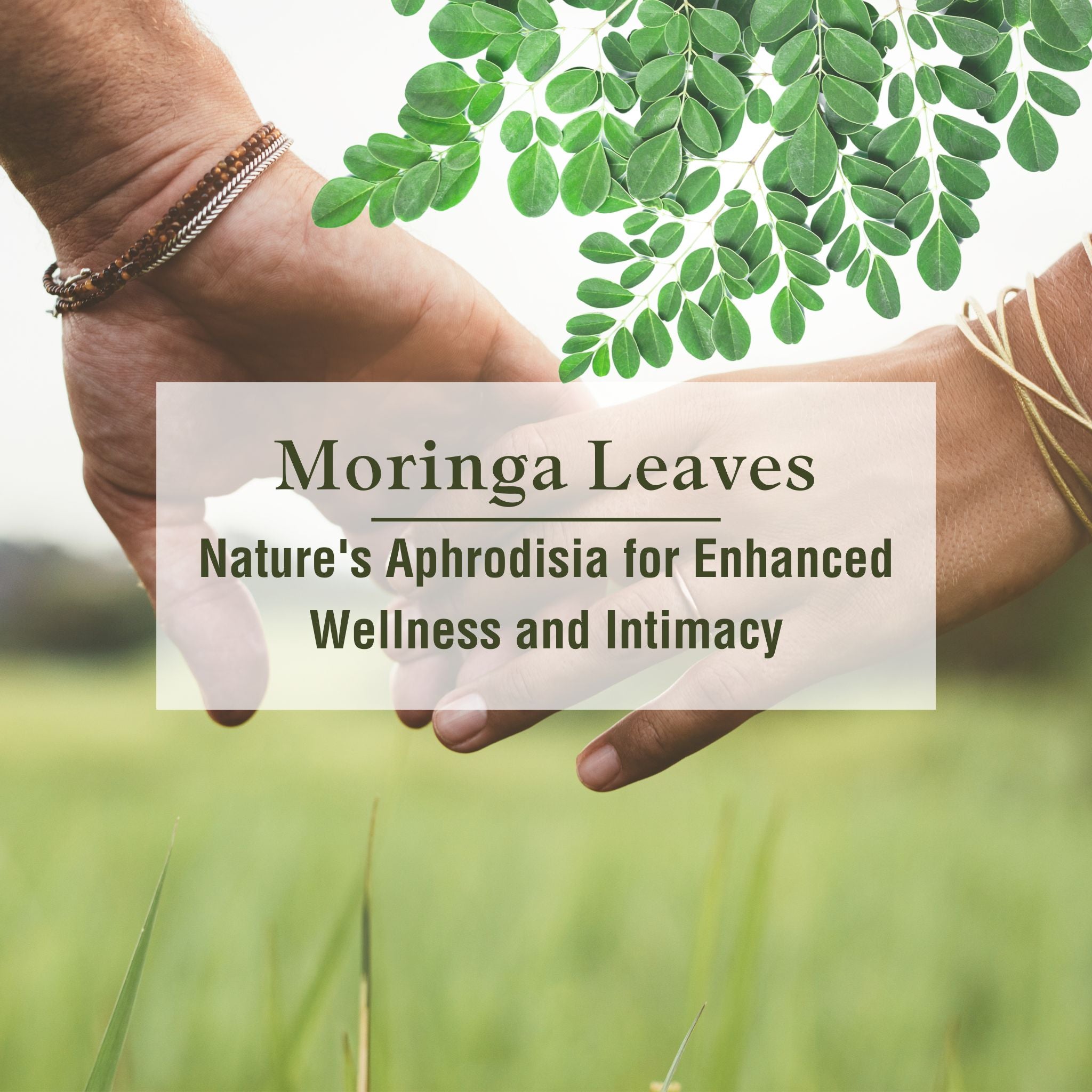 moringa Herbal remedies for libido