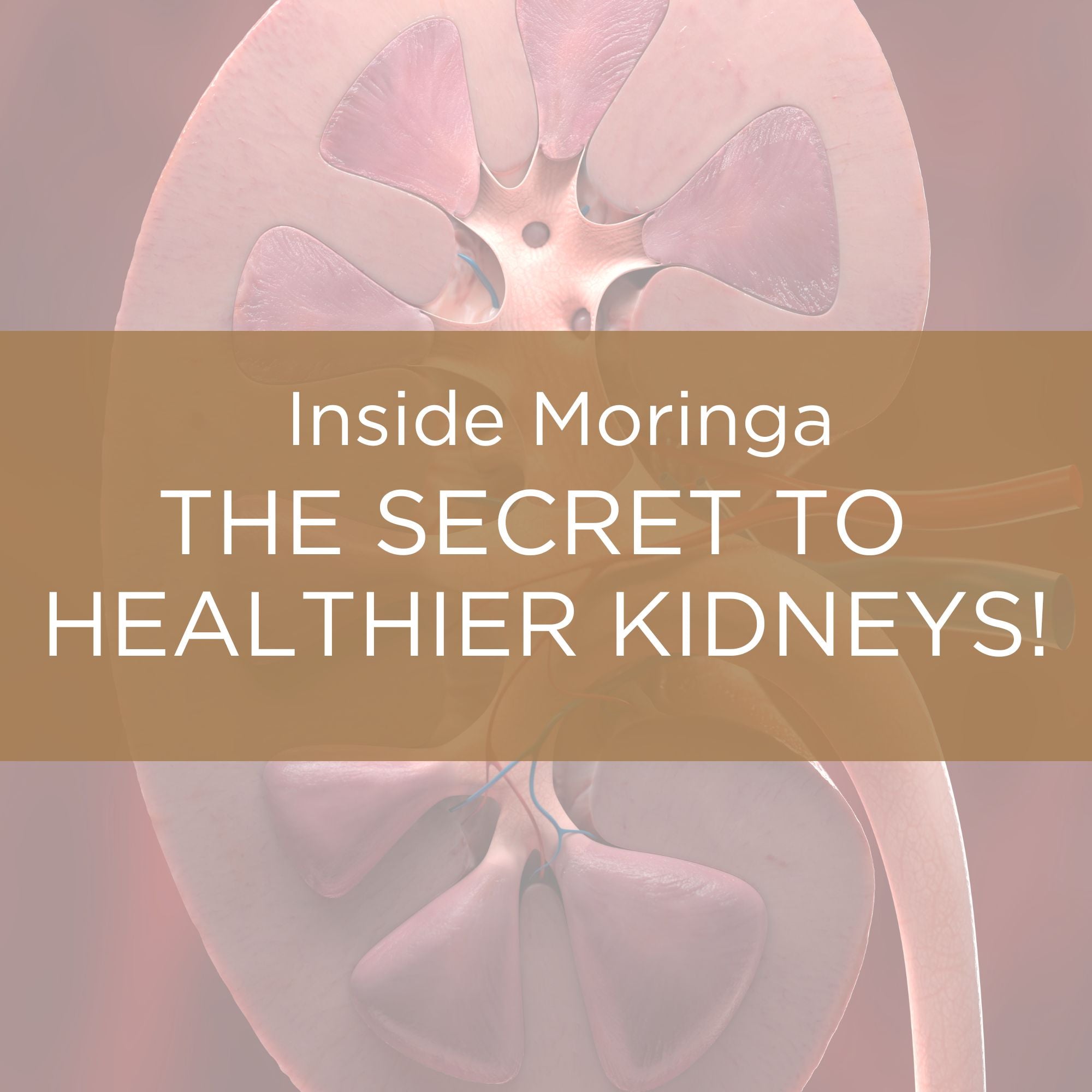 Moringa For Kidney Health Is Your Natural Ally Against Kidney Disease