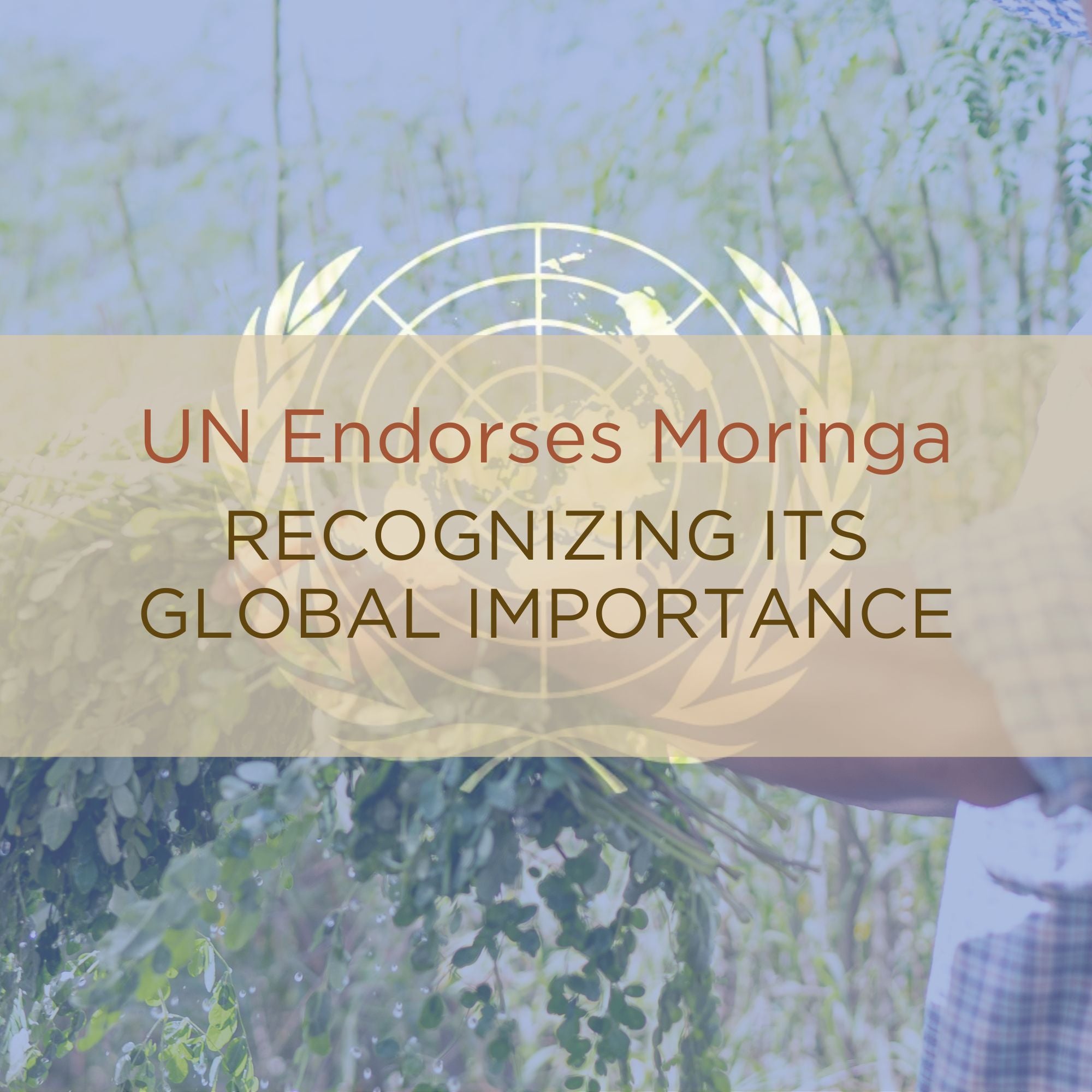 UN Endorses Moringa: The Miracle Tree’s Role in Global Health and Sustainability