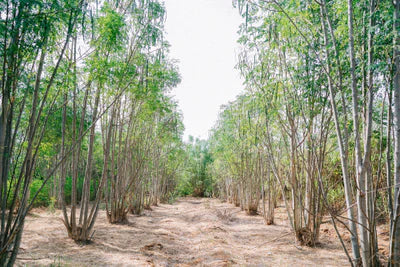 Moringa oleifera trees in a farm