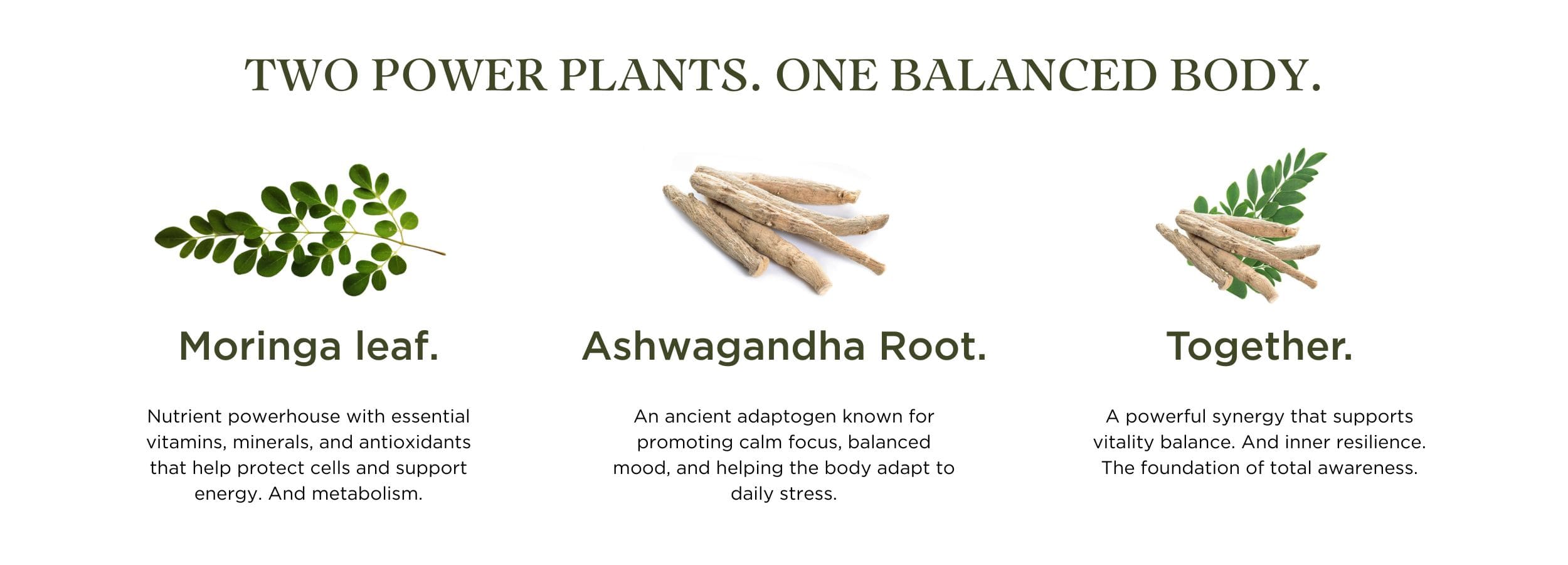 Promotional graphic for Moringa leaf and Ashwagandha Root with text on a white background.