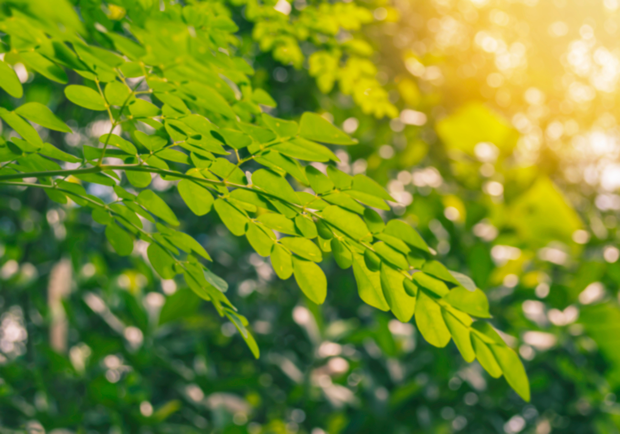 Moringa oleifera tree leaves benefits
