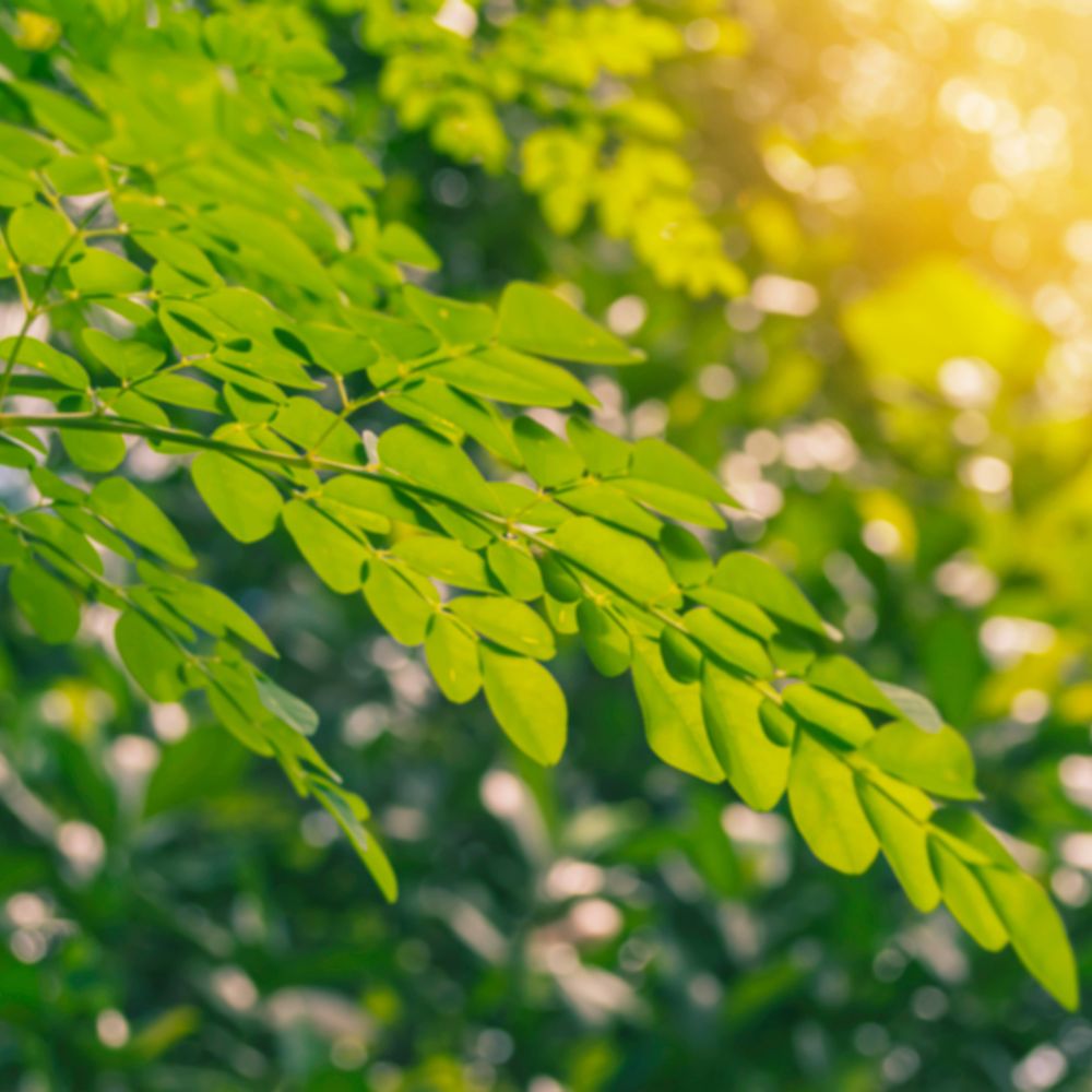 Moringa oleifera tree leaves in natura with sun rays